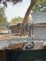 Mein Reisebericht, eine Safari in Zimbabwe, Mana Pools und Hwange Nationalpark