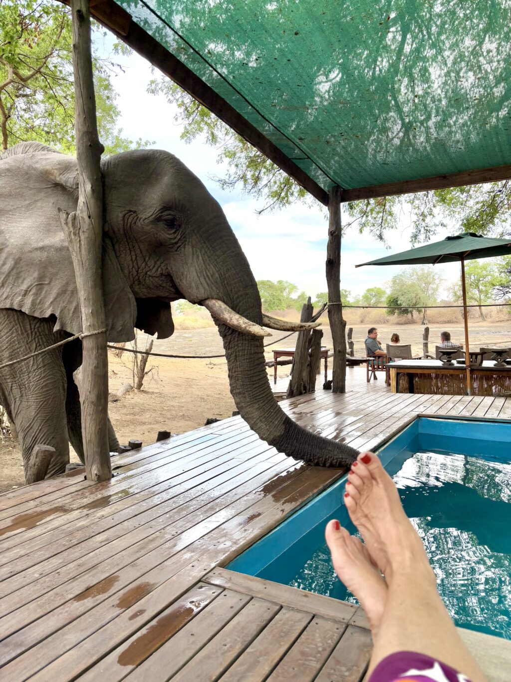 Elefant am Pool